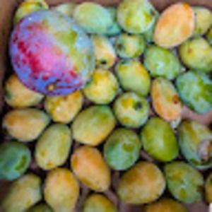 Meet your Posher, Mabel